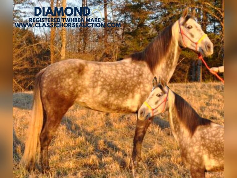 Tennessee Walking Horse Giumenta 9 Anni 152 cm Baio ciliegia in Barbourville, KY