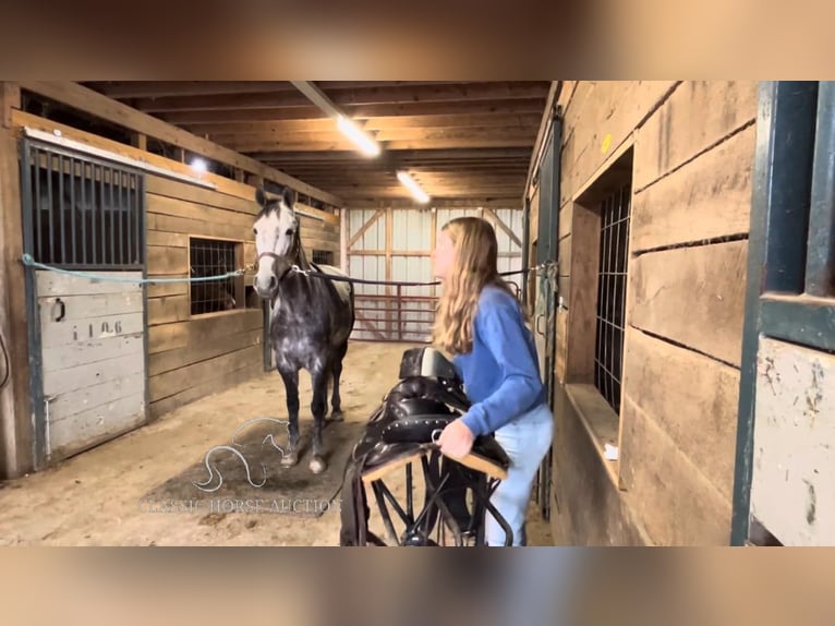 Tennessee Walking Horse Giumenta 9 Anni 152 cm Baio ciliegia in Barbourville, KY