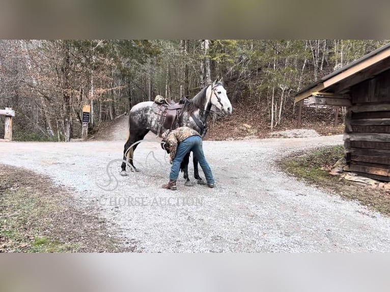 Tennessee Walking Horse Giumenta 9 Anni 152 cm Baio ciliegia in Barbourville, KY