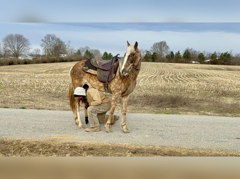 Tennessee Walking Horse Giumenta 9 Anni 152 cm Grigio pezzato in Bethel