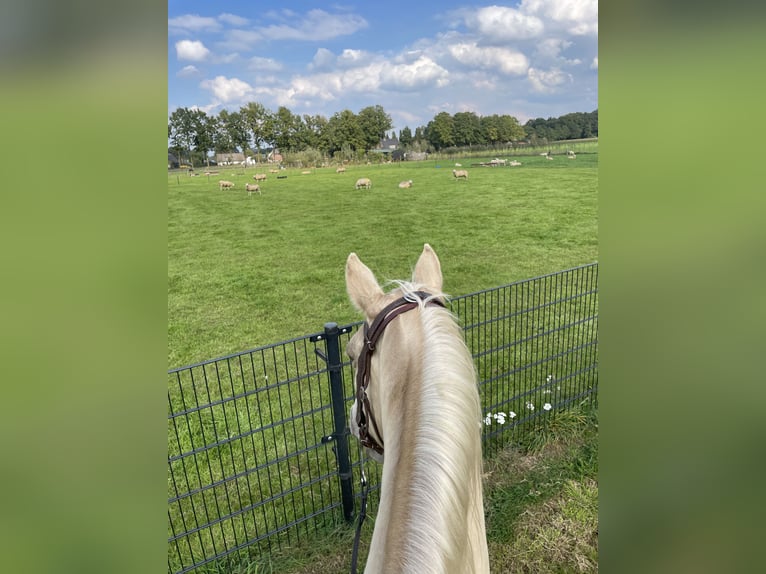 Tennessee Walking Horse Giumenta 9 Anni 160 cm Champagne in Sint Anthonis