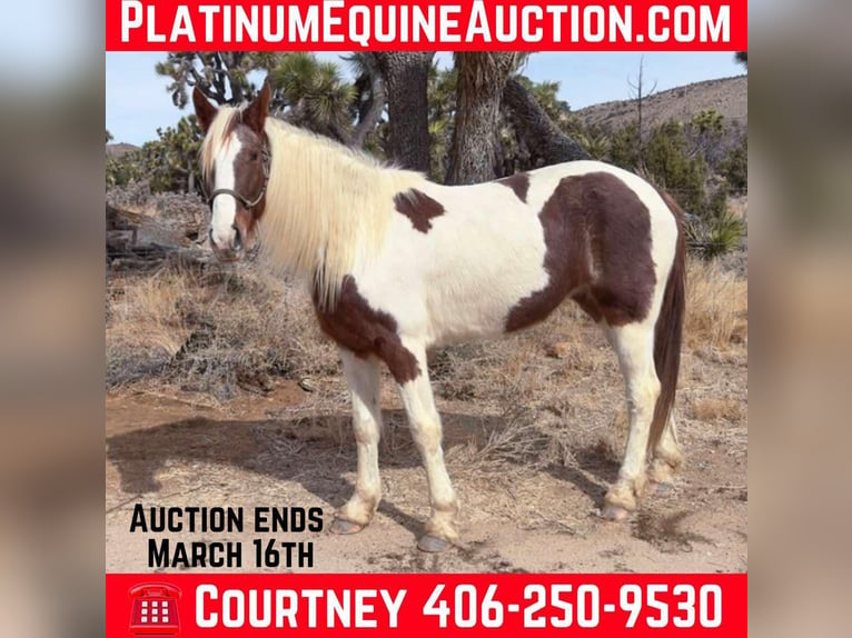 Tennessee Walking Horse Giumenta 9 Anni 163 cm Tobiano-tutti i colori in Pioneertown CA