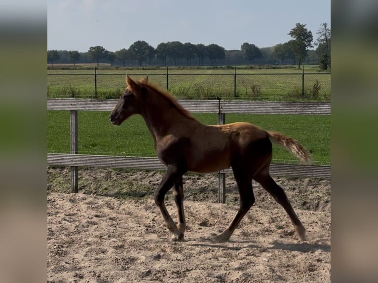 Tennessee Walking Horse Giumenta Puledri (08/2025) Sauro scuro in Cuijk