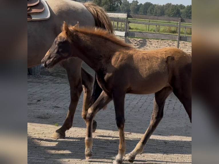 Tennessee Walking Horse Giumenta Puledri (08/2025) Sauro scuro in Cuijk