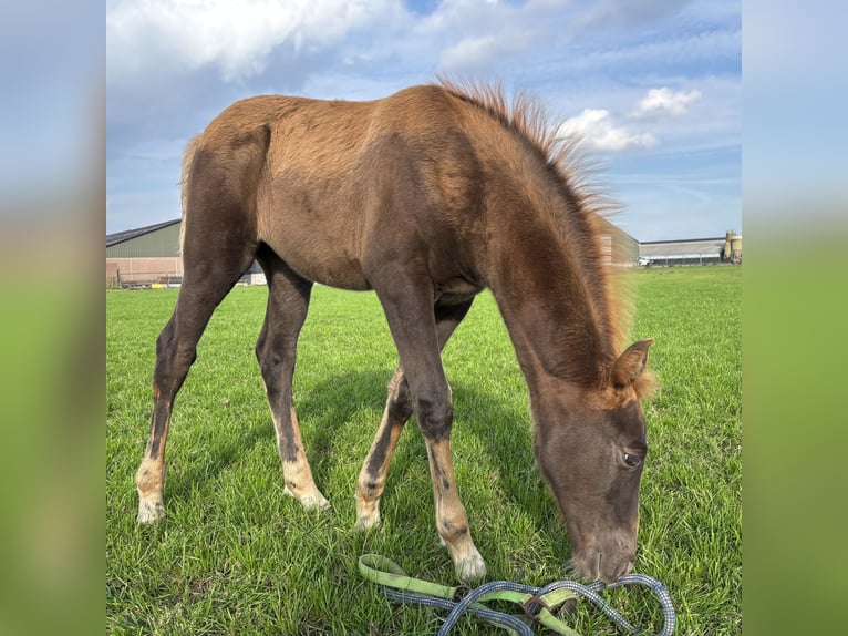 Tennessee Walking Horse Giumenta Puledri (08/2025) Sauro scuro in Cuijk