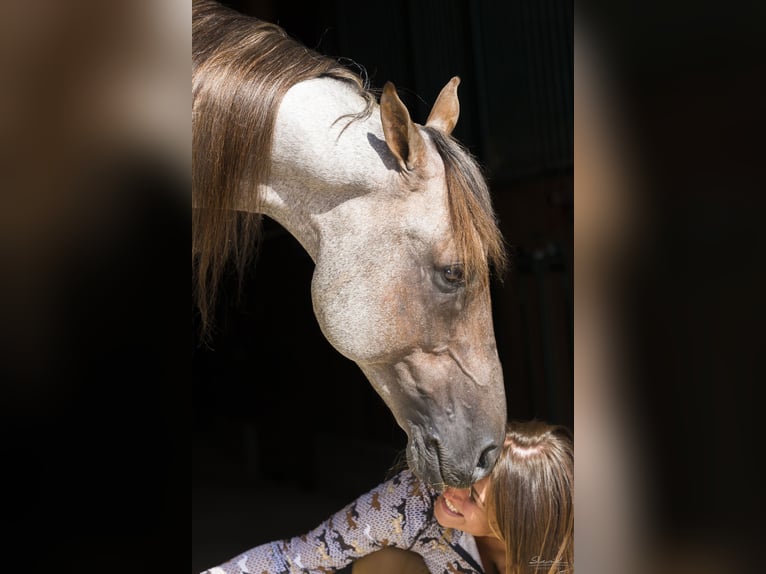 Tennessee walking horse Hengst 15 Jaar 160 cm Roan-Red in Wemding