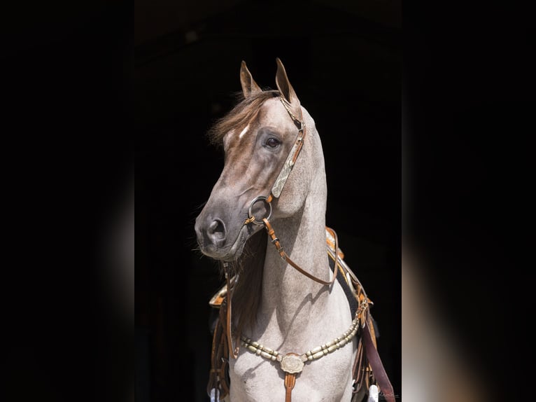 Tennessee Walking Horse Hengst 15 Jahre 160 cm Roan-Red in Wemding