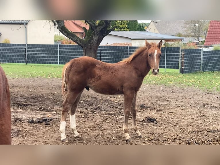 Tennessee walking horse Mix Hengst 1 Jaar Roodvos in Jübar