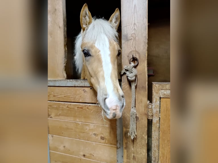 Tennessee Walking Horse Hengst 1 Jahr 145 cm Palomino in Leutkirch im Allgäu