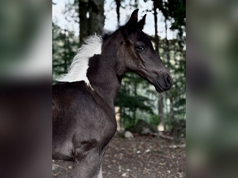 Tennessee Walking Horse Hengst 1 Jahr 165 cm Schecke in Diö