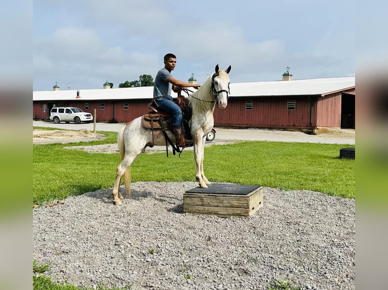 Tennessee Walking Horse Hengst 2 Jahre 142 cm Rotfuchs in Lewisburg, TN