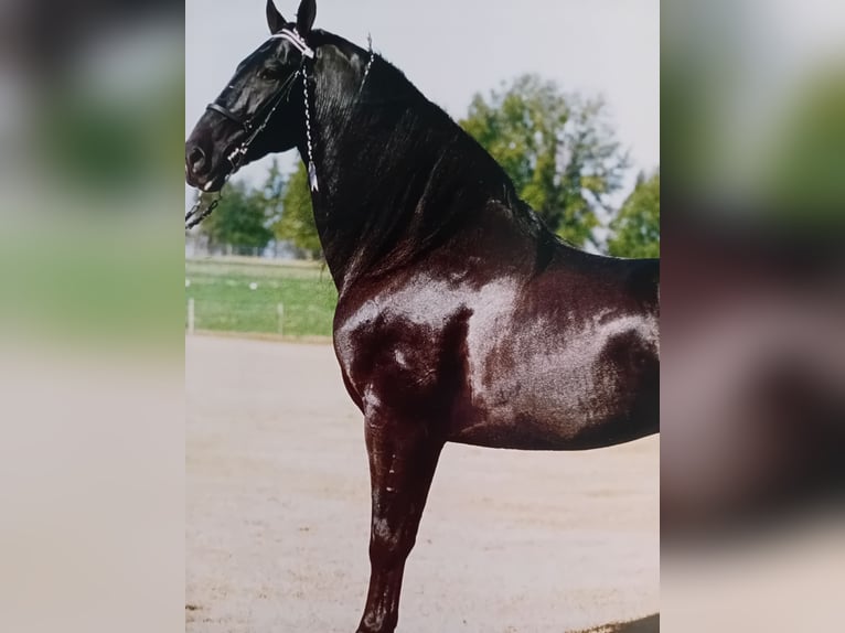 Tennessee Walking Horse Hengst 4 Jahre 175 cm Rappe in Rutesheim