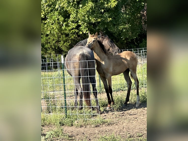 Tennessee Walking Horse Hengst Buckskin in Seagoville