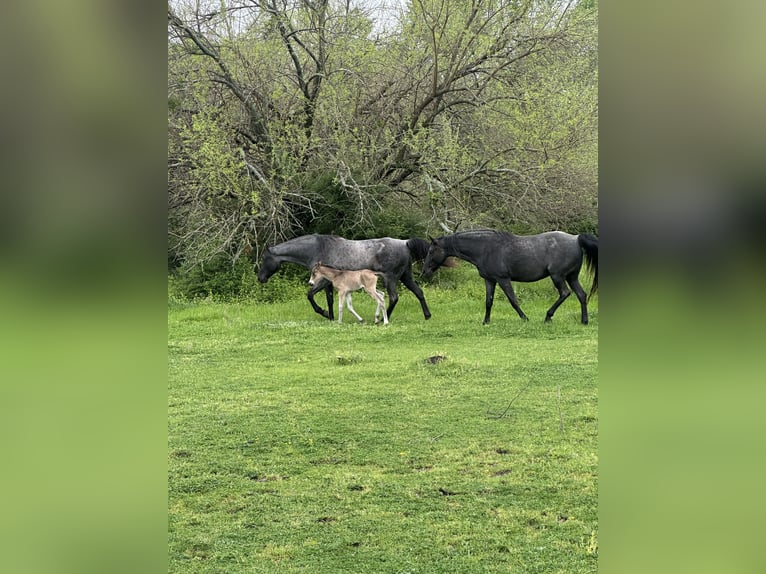 Tennessee Walking Horse Hengst Buckskin in Seagoville