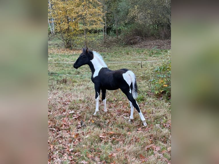 Tennessee Walking Horse Hengst Fohlen (08/2025) 165 cm Schecke in Diö Tennessee Walking Horse Hengst Fohlen (08/2025) 165 cm Schecke in Diö