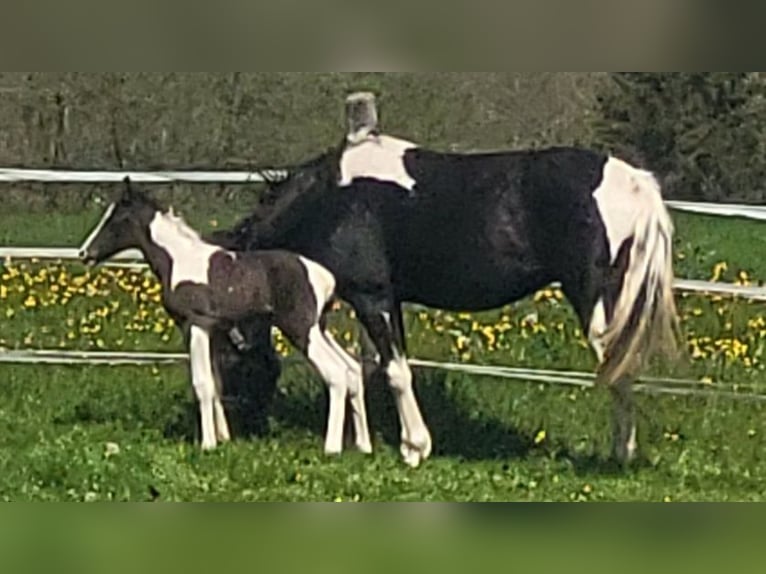 Tennessee Walking Horse Hengst Fohlen (04/2024) Tobiano-alle-Farben in Bad Wurzach