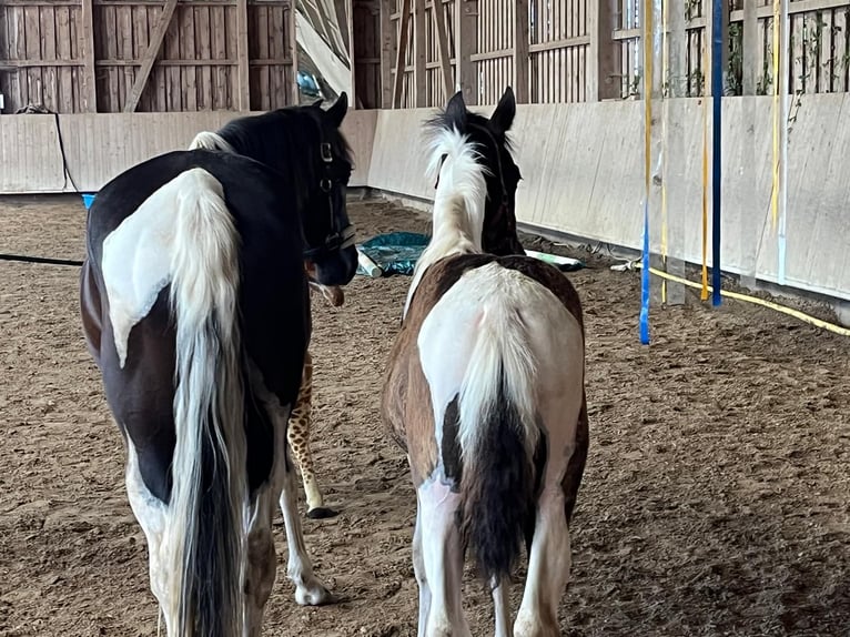 Tennessee Walking Horse Hengst Fohlen (04/2024) Tobiano-alle-Farben in Bad Wurzach