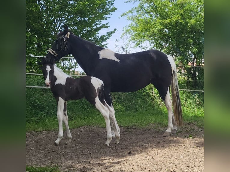 Tennessee Walking Horse Hengst Fohlen (04/2024) Tobiano-alle-Farben in Bad Wurzach