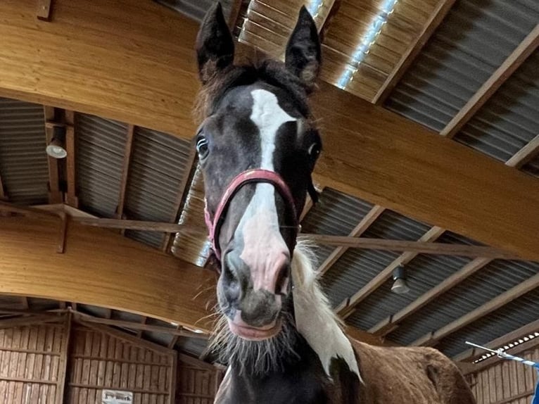 Tennessee Walking Horse Hengst Fohlen (04/2024) Tobiano-alle-Farben in Bad Wurzach