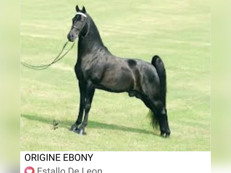 Tennessee Walking Horse Hengst Rappe in Le mayet de montagne