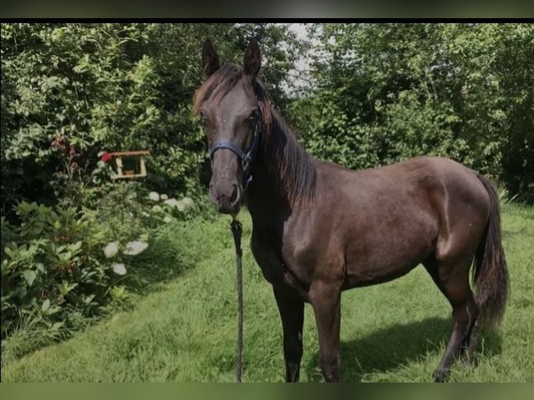 Tennessee Walking Horse Hengst Rappe in Le mayet de montagne