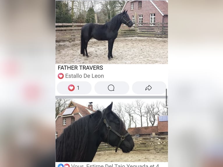 Tennessee Walking Horse Hengst Rappe in Le mayet de montagne