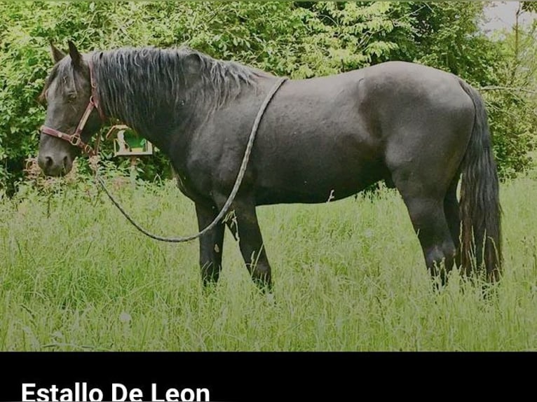 Tennessee Walking Horse Hengst Rappe in Le mayet de montagne