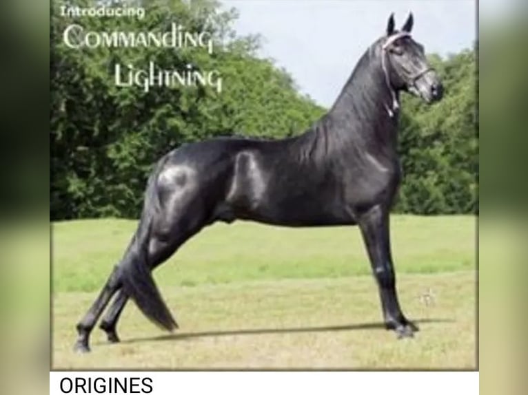 Tennessee Walking Horse Hengst Rappe in Le mayet de montagne