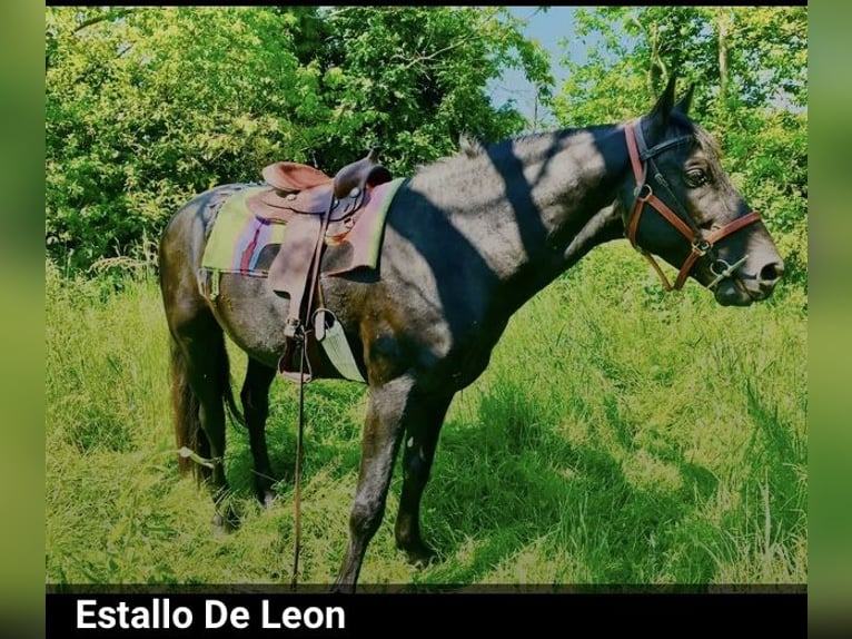 Tennessee Walking Horse Hengst Rappe in Le mayet de montagne