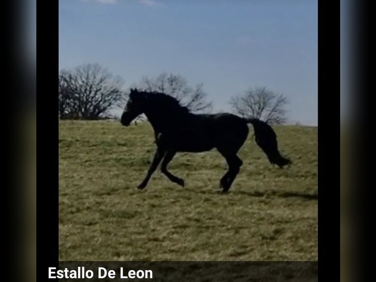 Tennessee Walking Horse Hengst Rappe in Le mayet de montagne