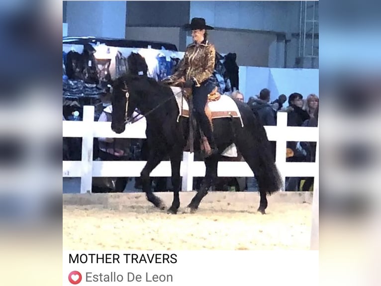 Tennessee Walking Horse Hengst Rappe in Le mayet de montagne