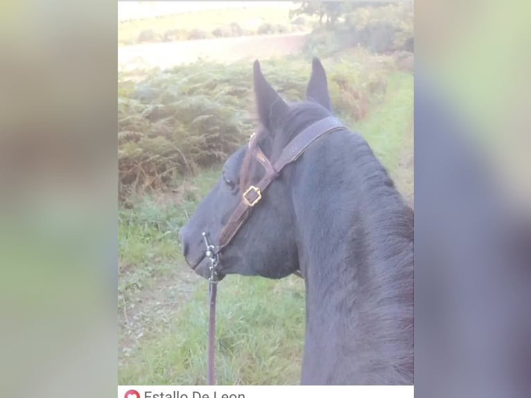 Tennessee Walking Horse Hengst Rappe in Le mayet de montagne