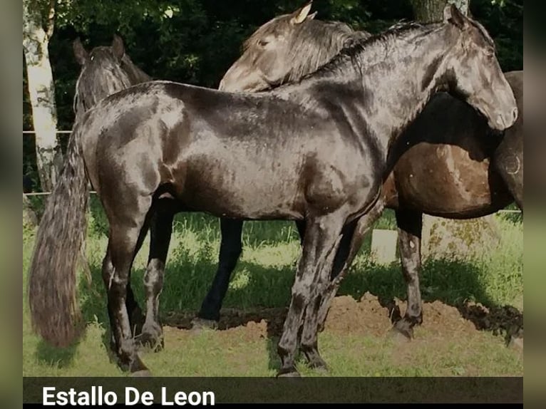 Tennessee Walking Horse Hengst Rappe in Le mayet de montagne