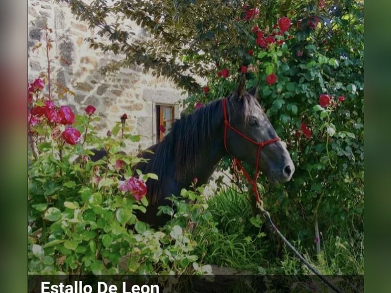 Tennessee Walking Horse Hengst Rappe in Le mayet de montagne