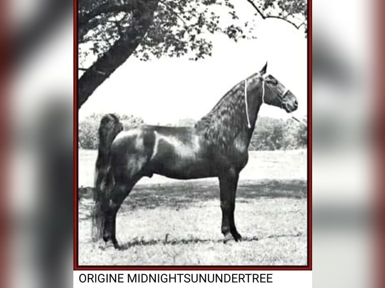 Tennessee Walking Horse Hengst Rappe in Le mayet de montagne