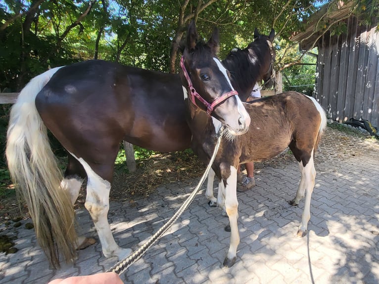 Tennessee walking horse Hengst veulen (04/2024) Tobiano-alle-kleuren in Bad Wurzach