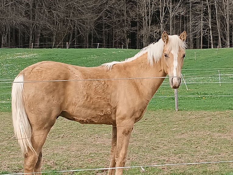 Tennessee Walking Horse Hingst 1 år 145 cm Palomino in Leutkirch im Allgäu