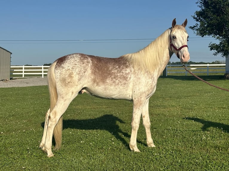 Tennessee Walking Horse Hingst 2 år 142 cm Fux in Lewisburg, TN