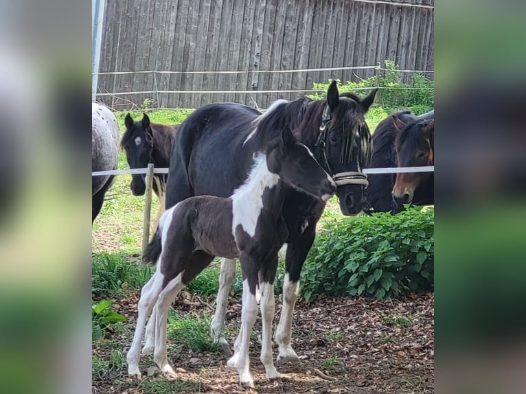 Tennessee Walking Horse Hingst Föl (04/2024) Tobiano-skäck-alla-färger in Bad Wurzach