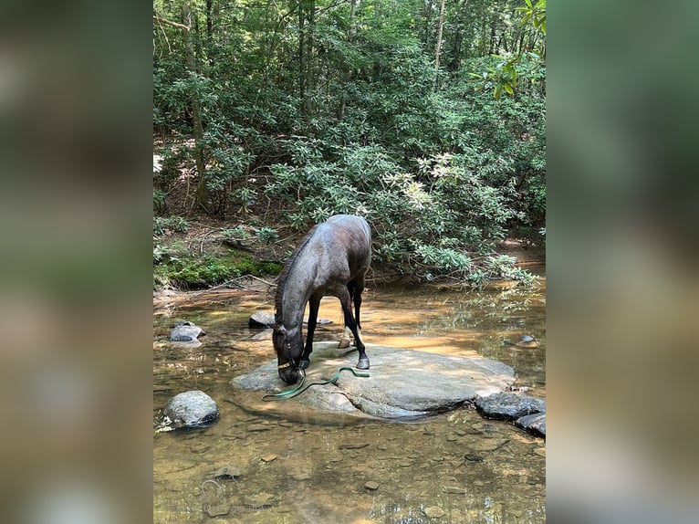 Tennessee walking horse Hongre 10 Ans 142 cm Rouan Bleu in London, KY