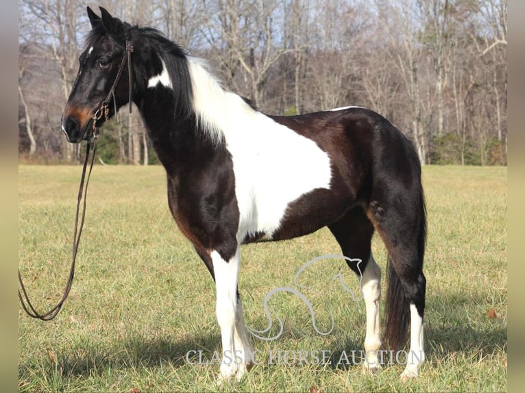 Tennessee walking horse Hongre 10 Ans 142 cm Tobiano-toutes couleurs in Whitley City, KY