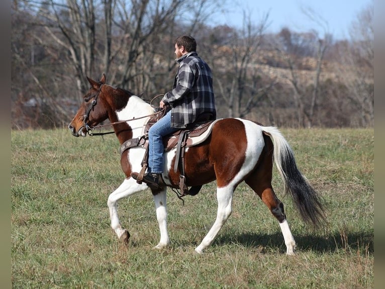Tennessee walking horse Hongre 10 Ans 147 cm Tobiano-toutes couleurs in Jamestown KY