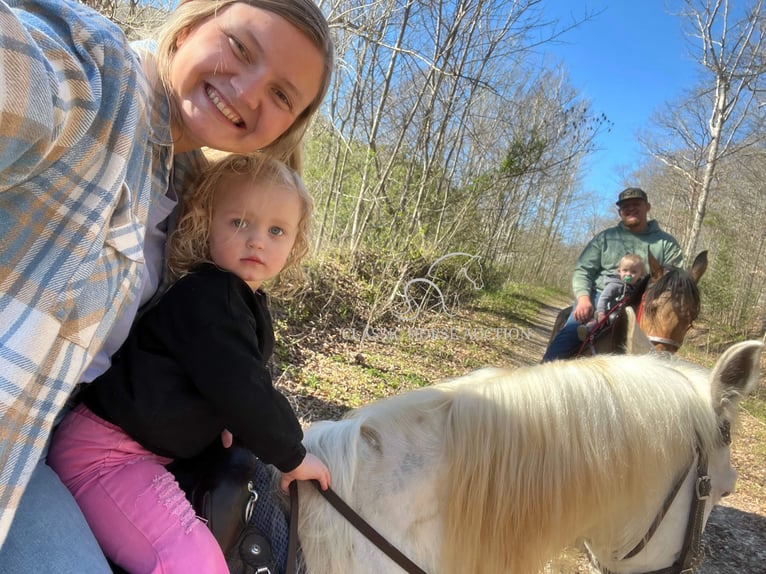 Tennessee walking horse Hongre 10 Ans 152 cm Buckskin in Rockholds, KY