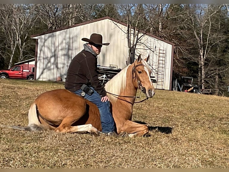 Tennessee walking horse Hongre 10 Ans 152 cm Palomino in Whitley City KY
