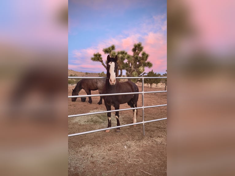 Tennessee walking horse Hongre 10 Ans 152 cm Sabino in Norris