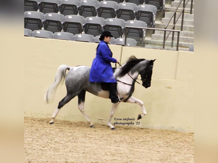 Tennessee walking horse Hongre 10 Ans 152 cm Tobiano-toutes couleurs in Whitley city kY