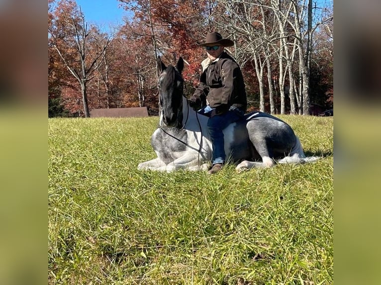 Tennessee walking horse Hongre 10 Ans 152 cm Tobiano-toutes couleurs in Whitley city kY