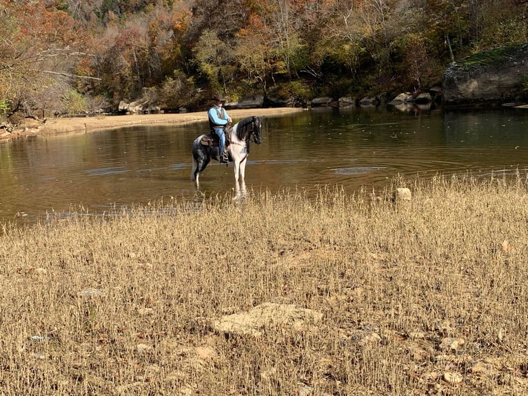 Tennessee walking horse Hongre 10 Ans 152 cm Tobiano-toutes couleurs in Whitley city kY