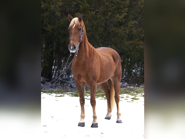 Tennessee walking horse Hongre 10 Ans 155 cm Alezan cuivré in Mount Vernon