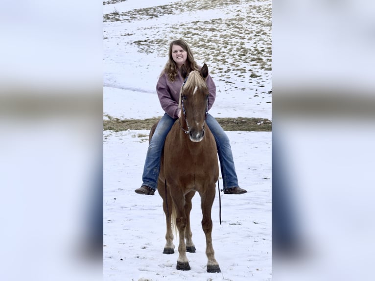 Tennessee walking horse Hongre 10 Ans 155 cm Alezan cuivré in Mount Vernon